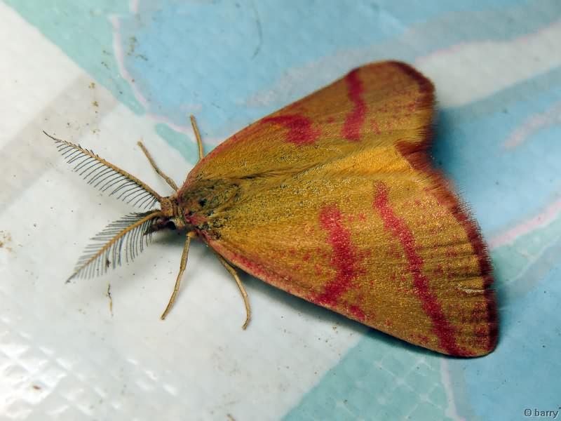 Lythria purpuraria (Linnaeus, 1758)